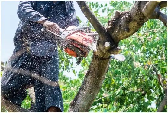 tree services Canonsburg